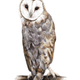 Illustration for article titled 15-year-old prodigy girl draws amazingly well emand/em trains falcons too